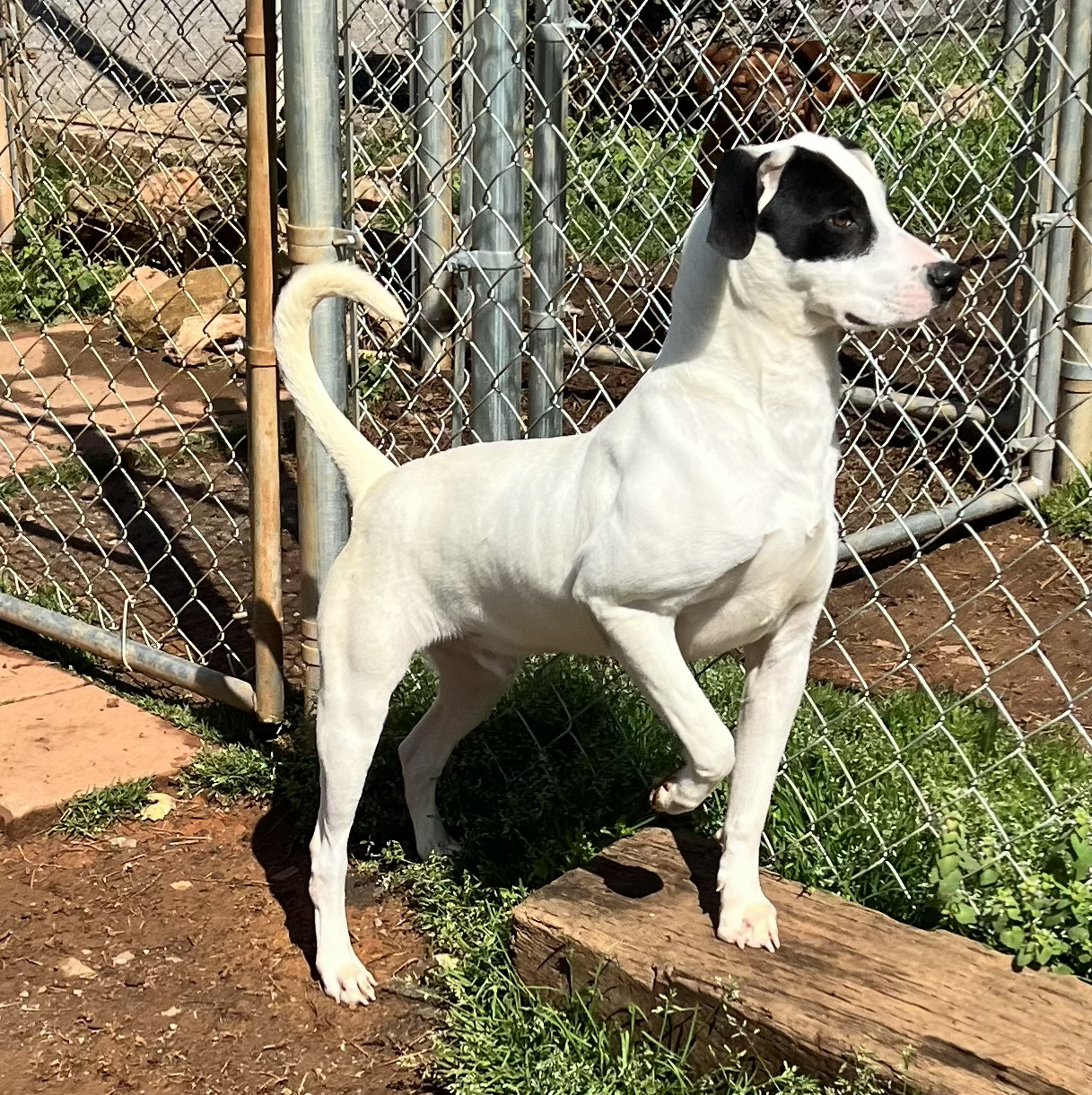 Bourbon on alert in the shelter.