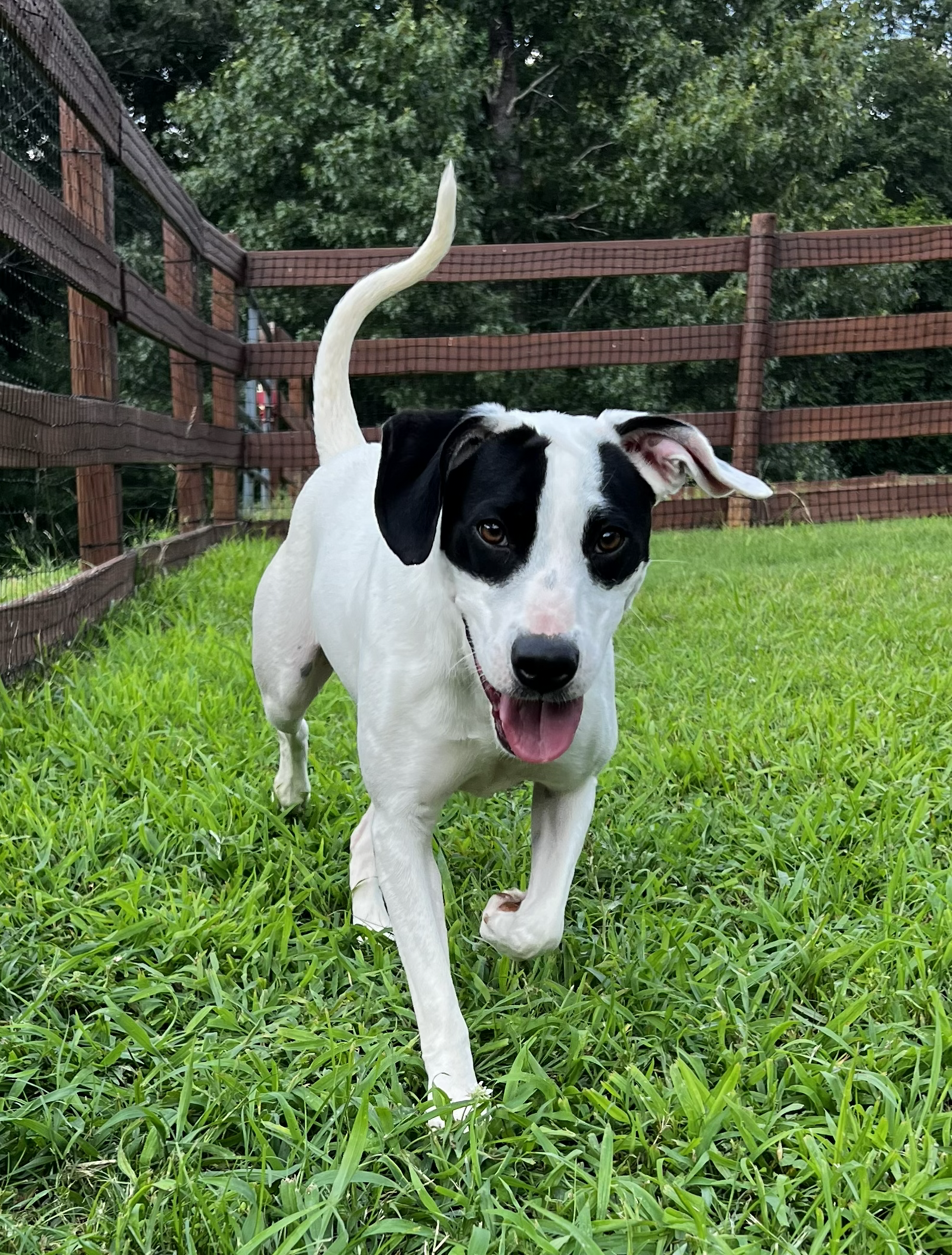Bourbon running toward his playmate