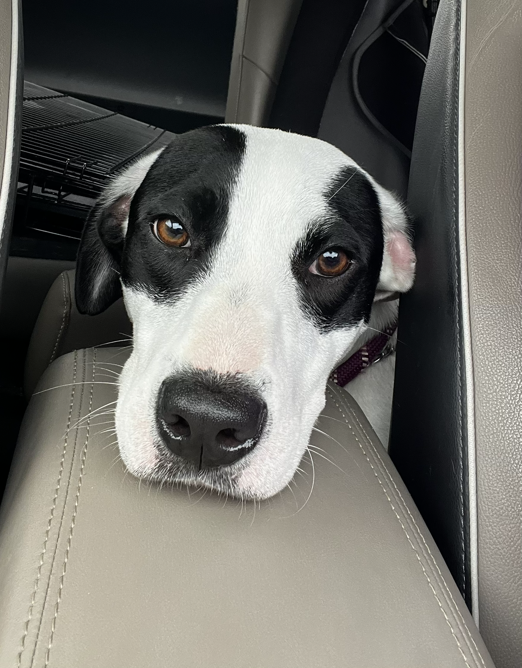 Bourbon resting his head in the car