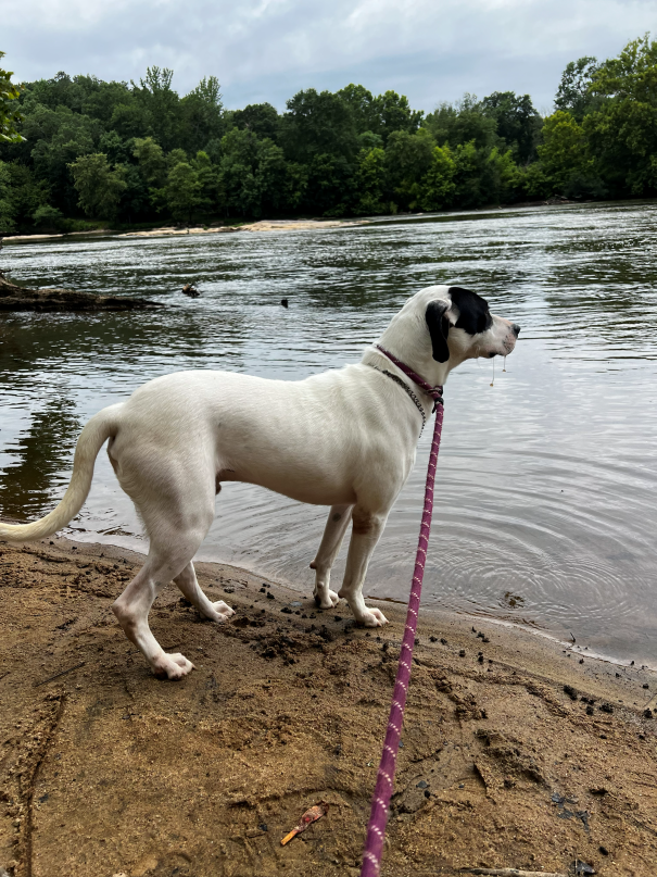 Bourbon enjoying the riverbank