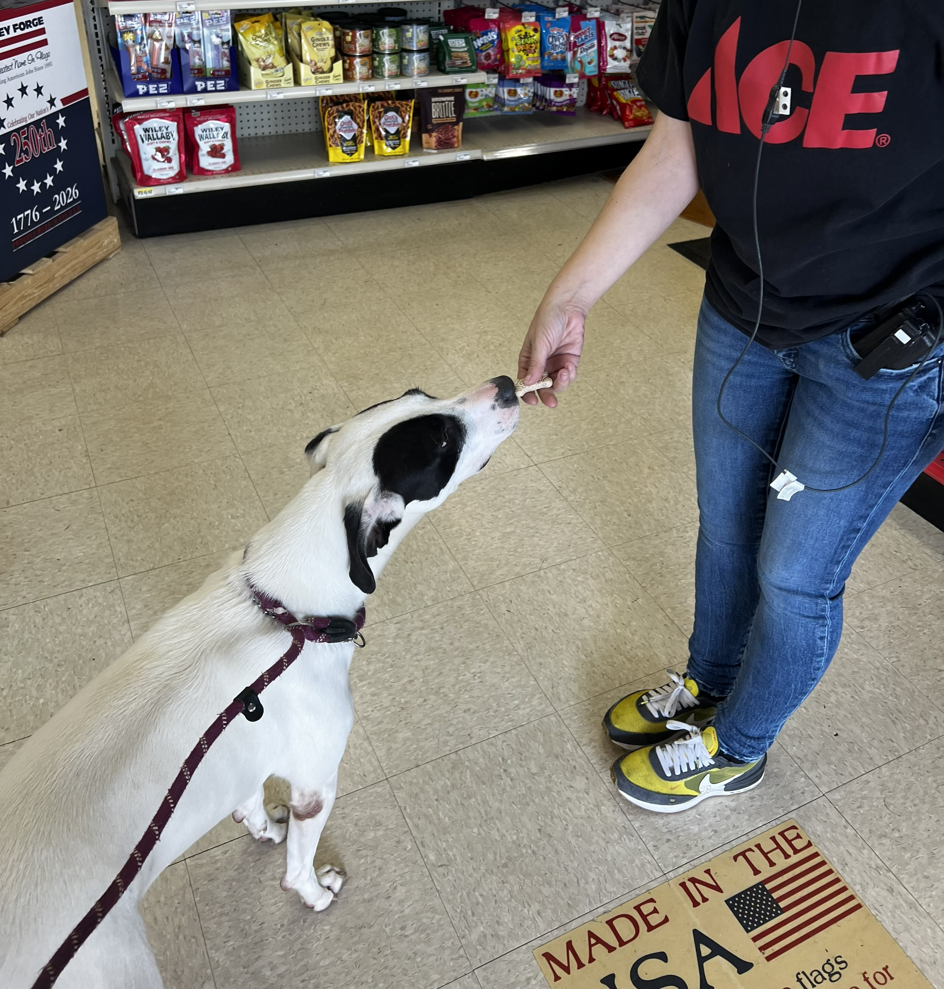 Bourbon meeting the crew at Ace prior to his adoption event