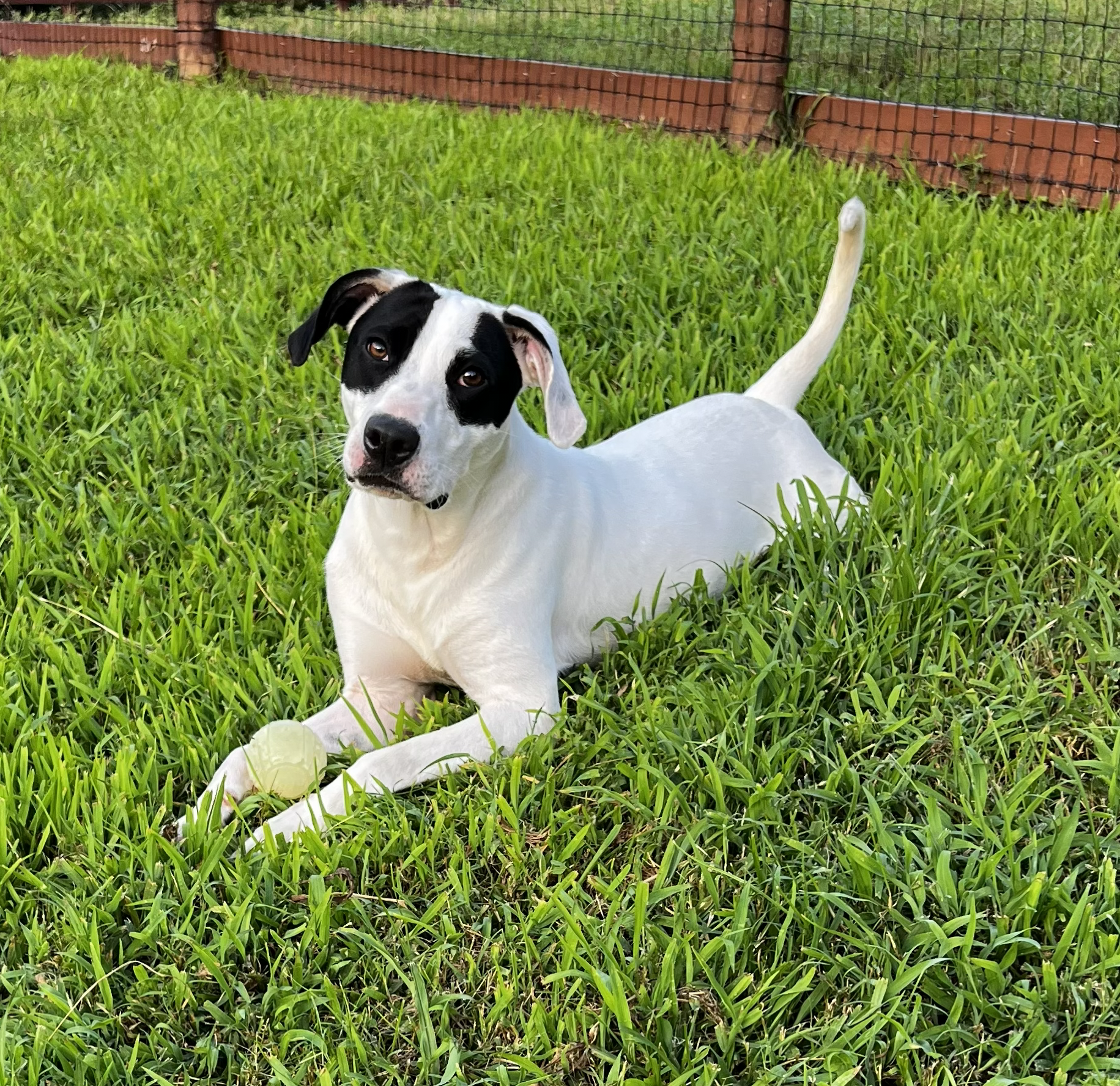 Bourbon, a black and white mix, resting in a sunny backyard