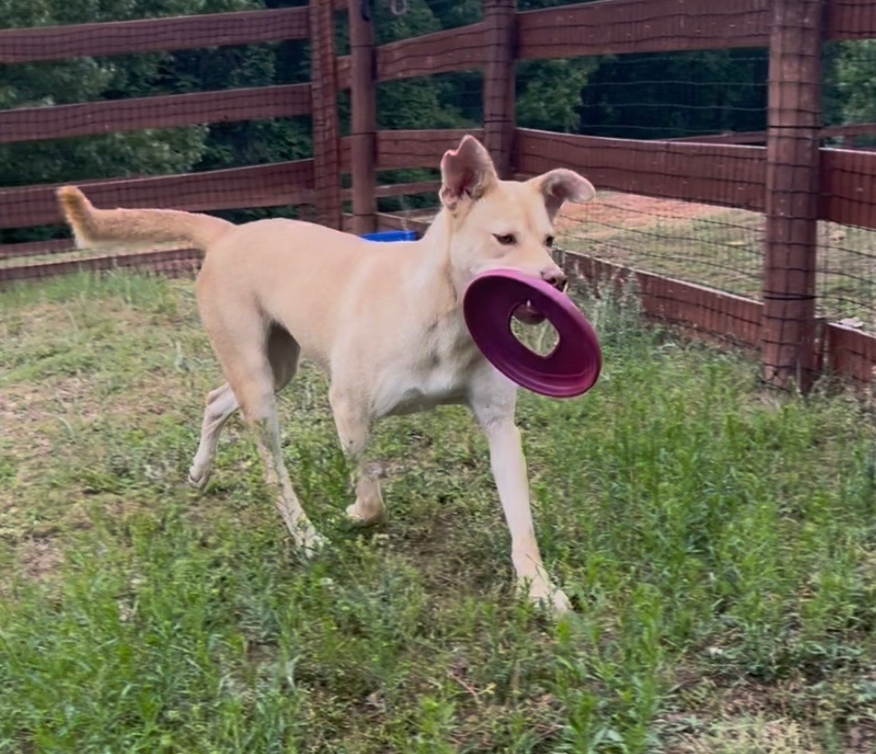 Lexie, an energetic blonde dog, smiling at the camera