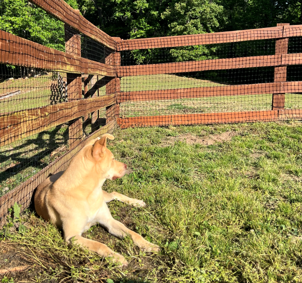 Lexie looking into the distance in the backyard