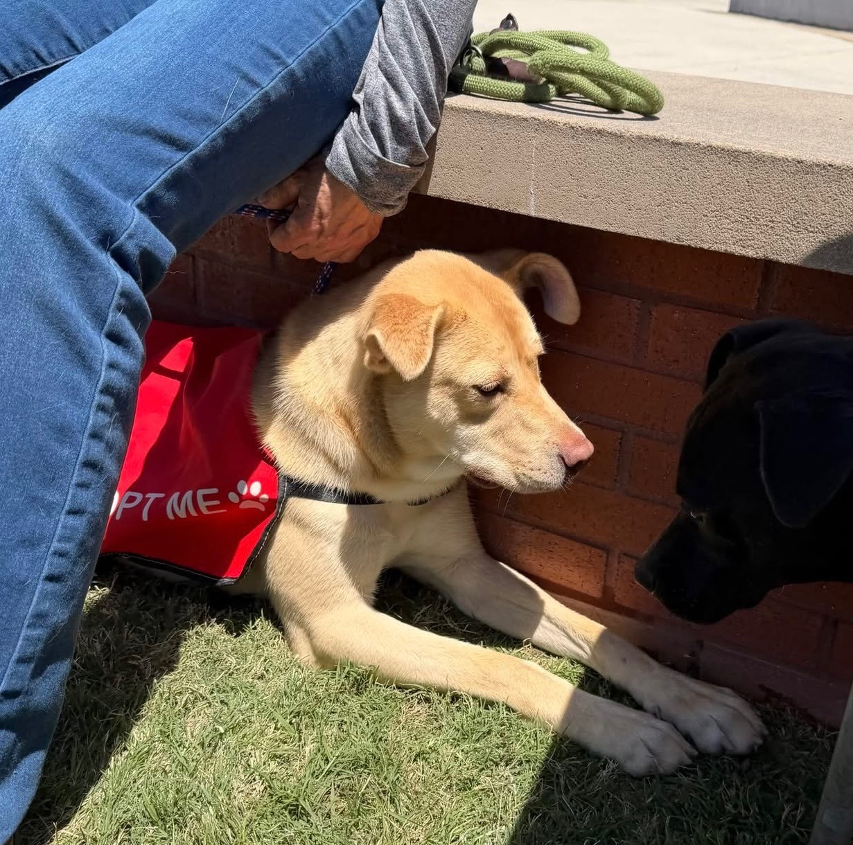 A blonde dog resting in the shade beneath her favorite humans legs