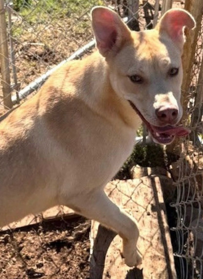 A very relaxed blonde dog, Lexie, patiently looking at her foster family