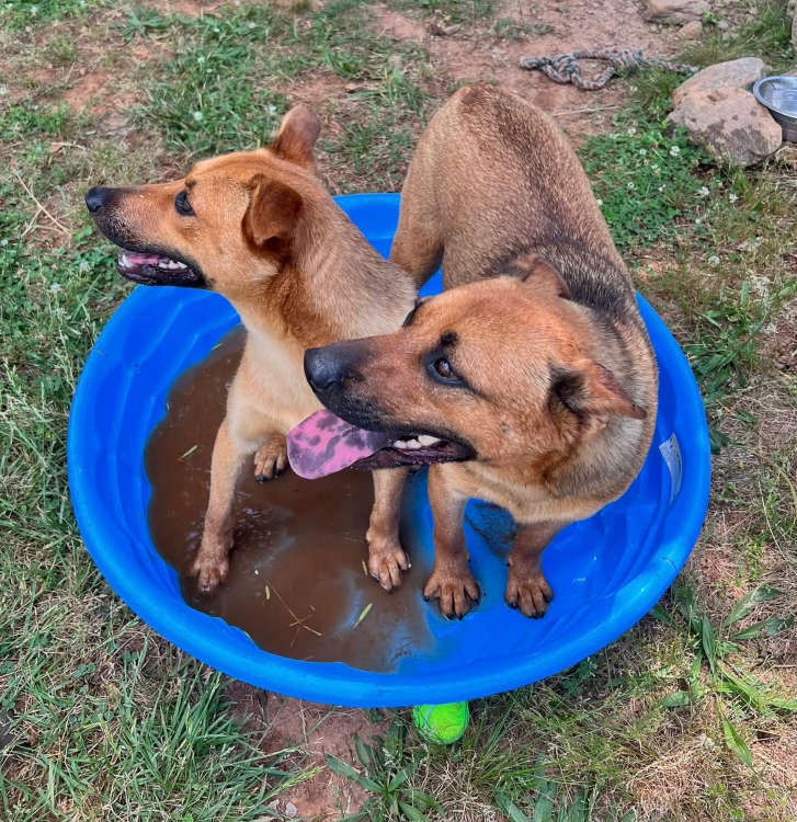 Bear and Summer sitting in a pool together