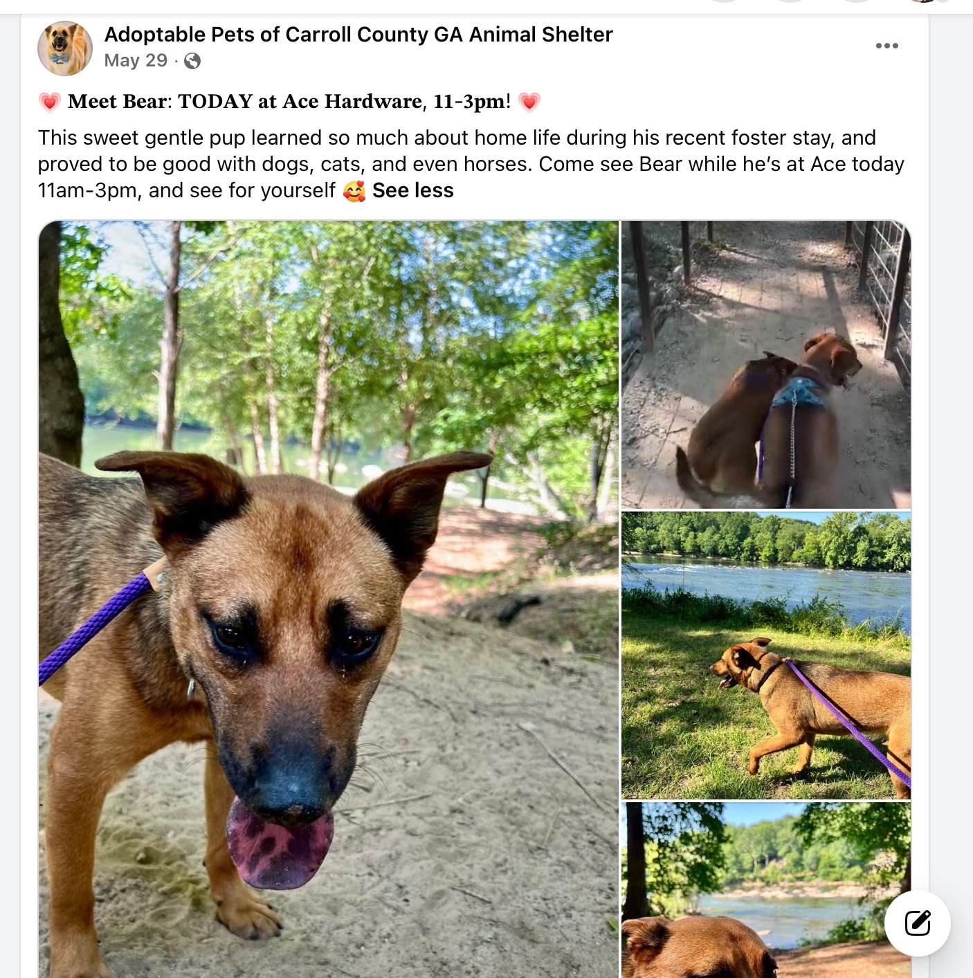 Bear and his foster loving one another