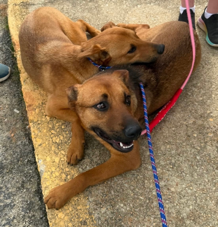 Bear and summer cuddling