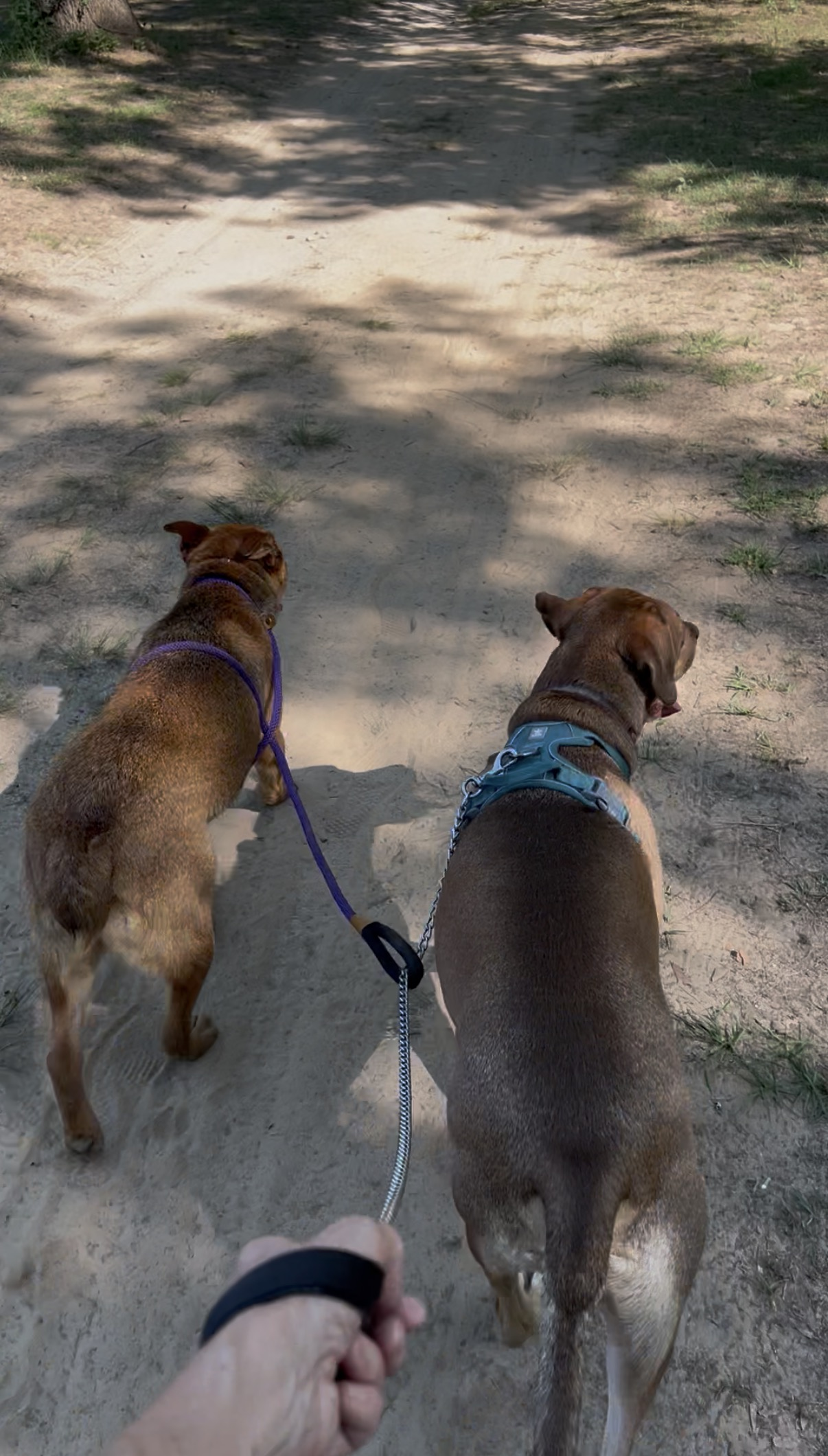 Bear and his foster friend hiking together