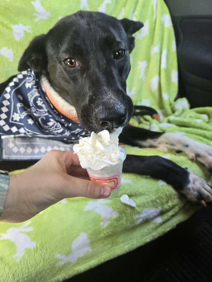 Ferdinand eating a treat