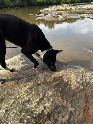 Ferdinand hiking near the river bank