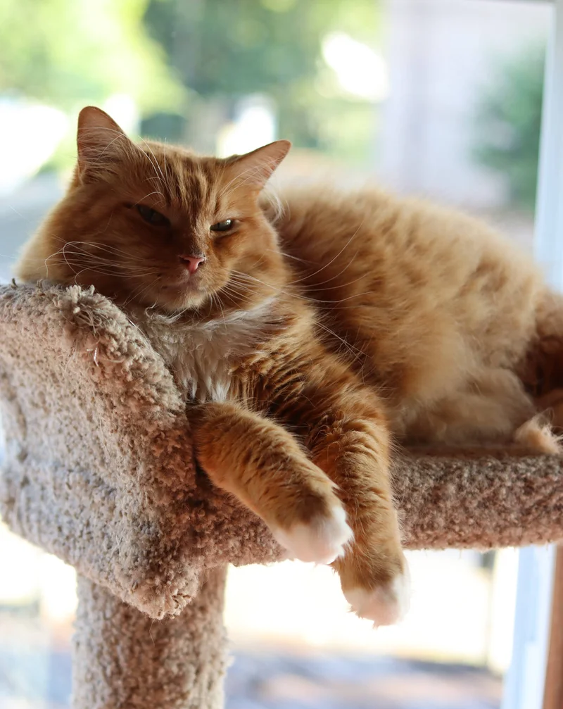 Fur Babies Cat Cafe