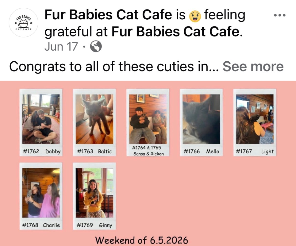 Fur Babies Cat Cafe