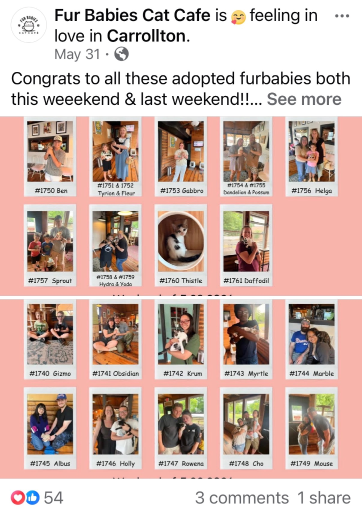Fur Babies Cat Cafe