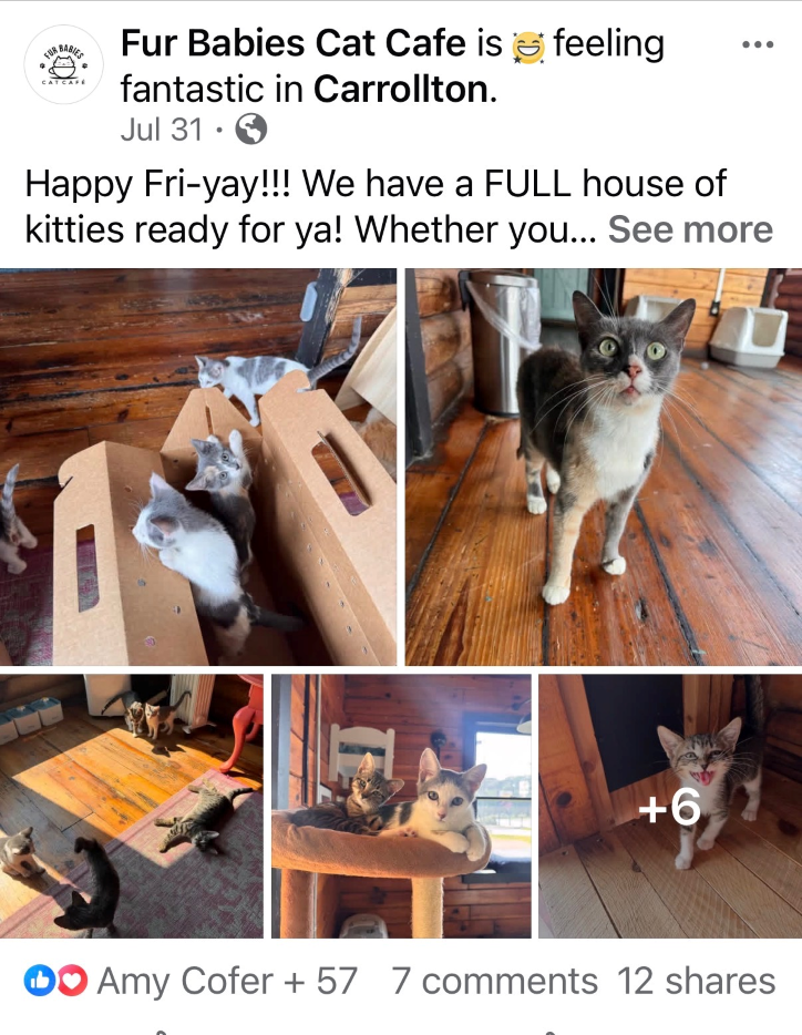 Fur Babies Cat Cafe