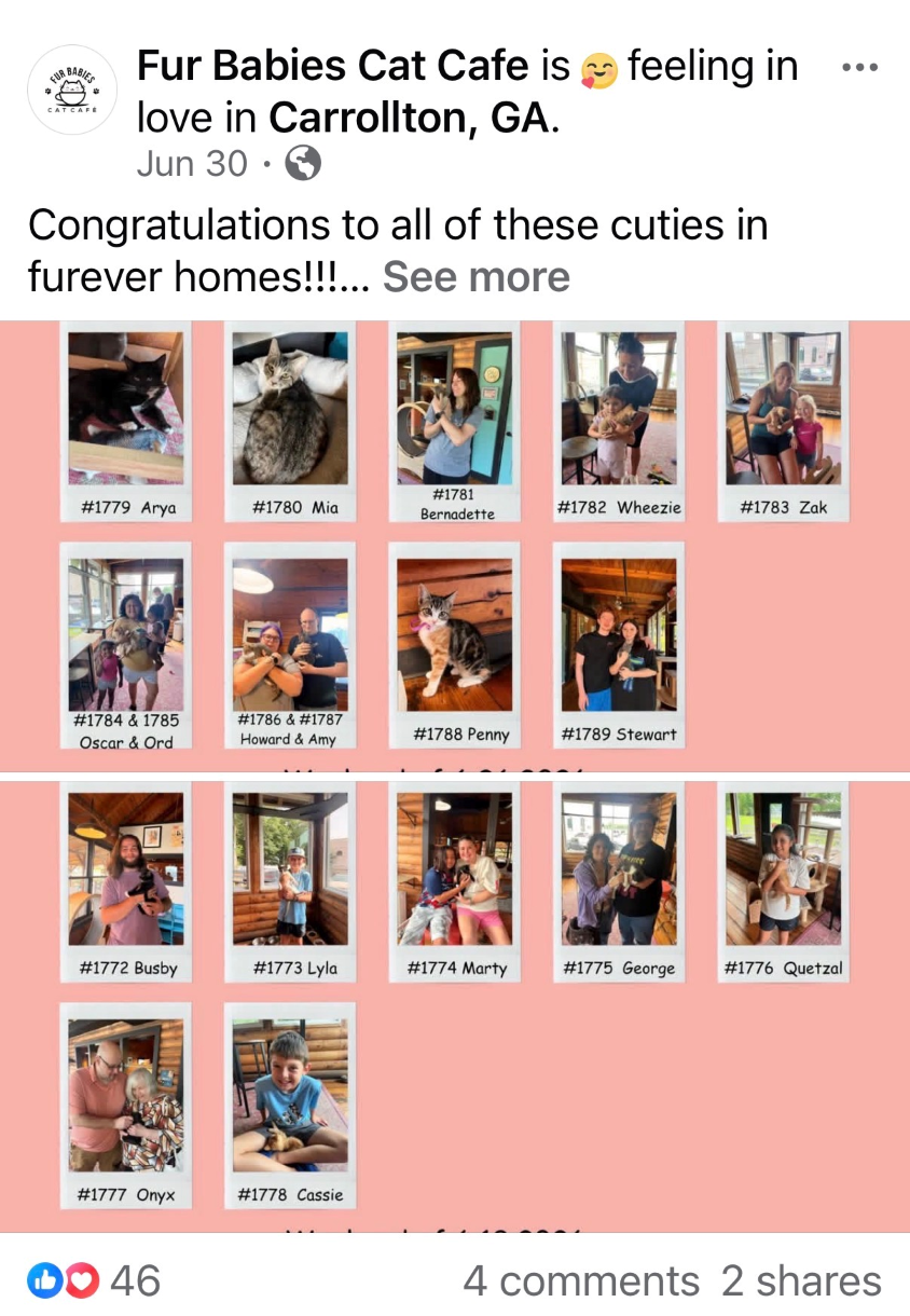 Fur Babies Cat Cafe