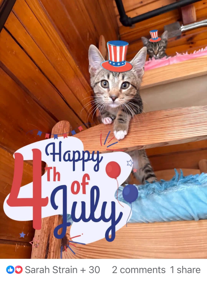 Fur Babies Cat Cafe