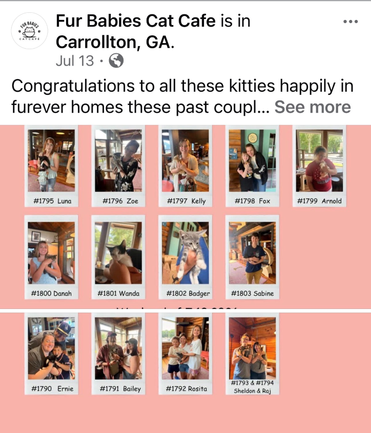 Fur Babies Cat Cafe