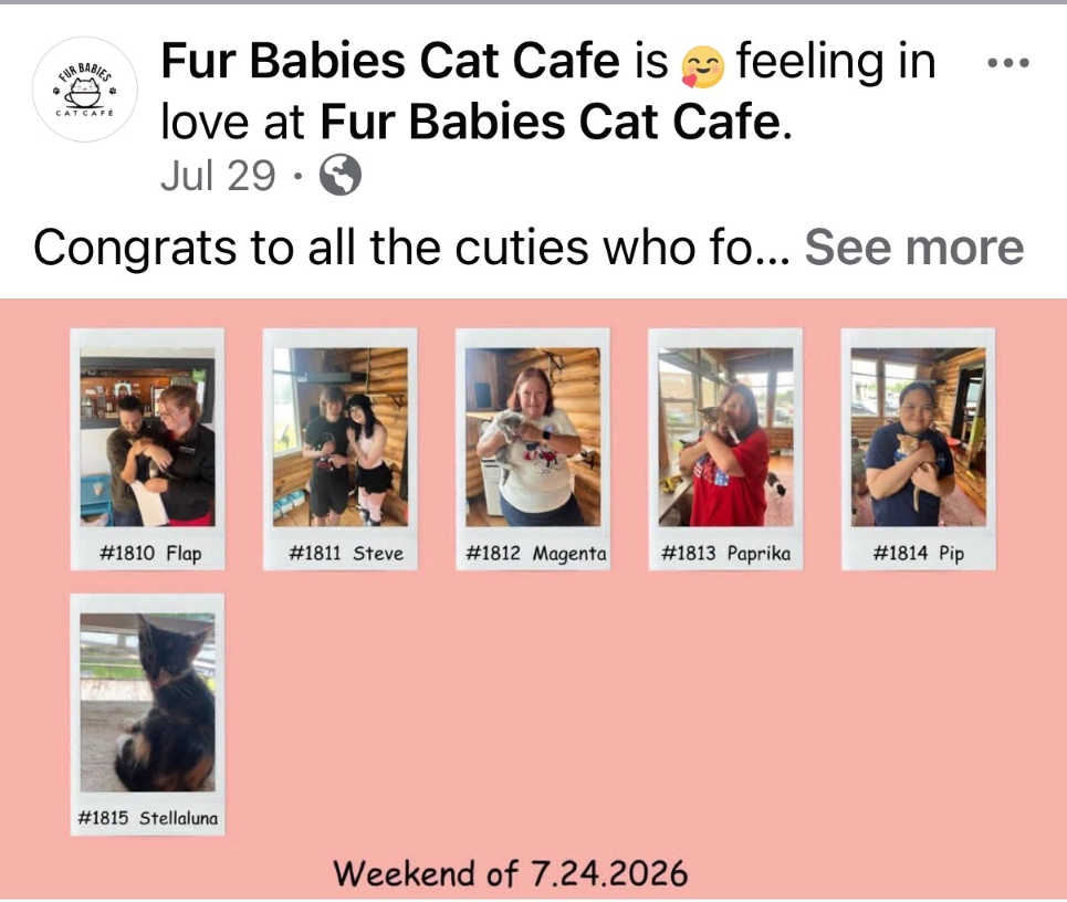 Fur Babies Cat Cafe