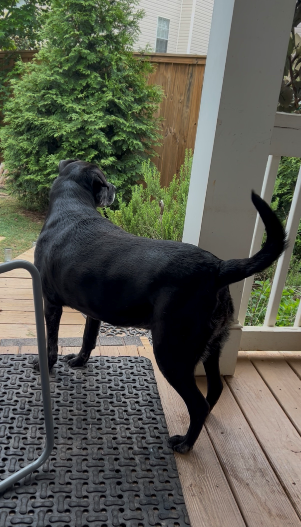 Hattie watching a squirrel