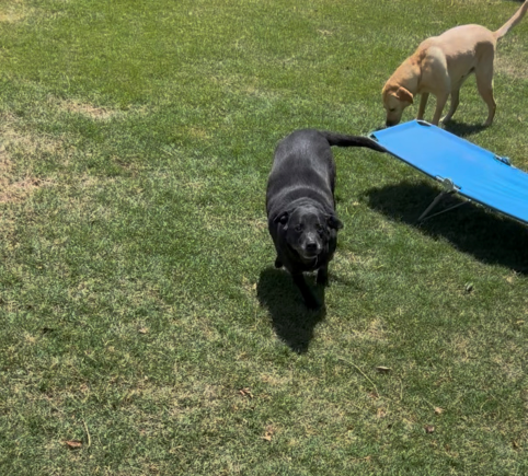 Hattie running through the yard