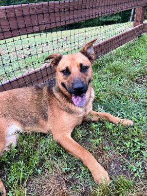Bear, a bright-eyed dog mid-stride outdoors