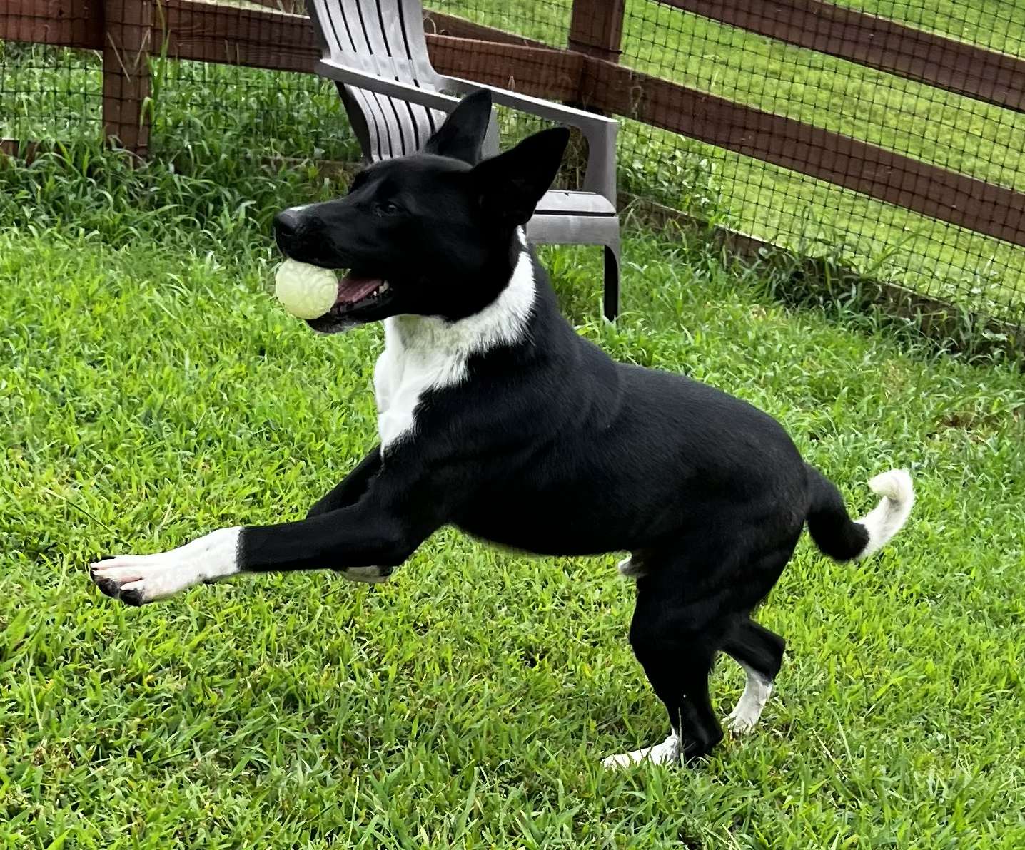 Ferdinand, a handsome dog with a calm, gentle face