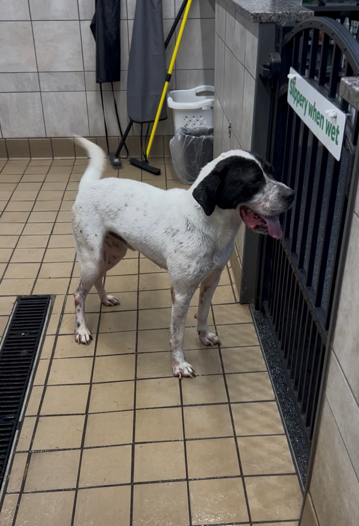 Klondike, a gentle giant, relaxing after his bath