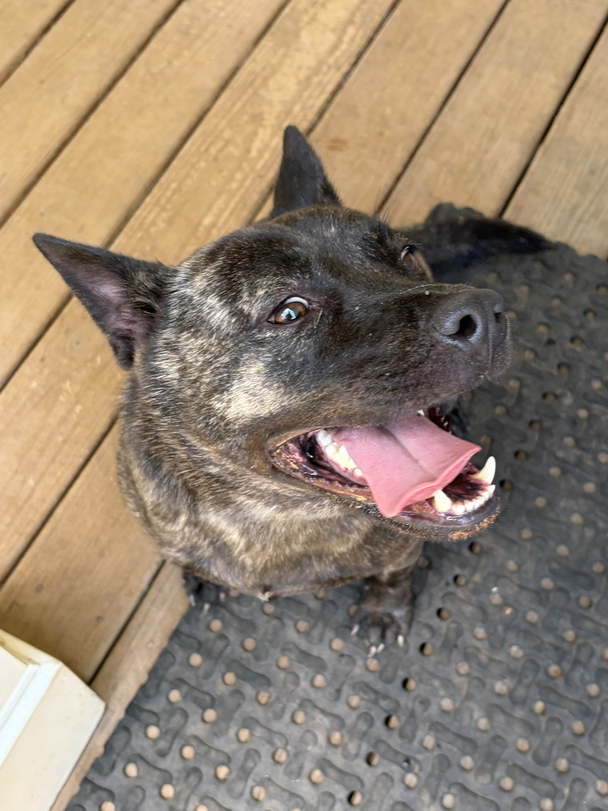 Stella the dog