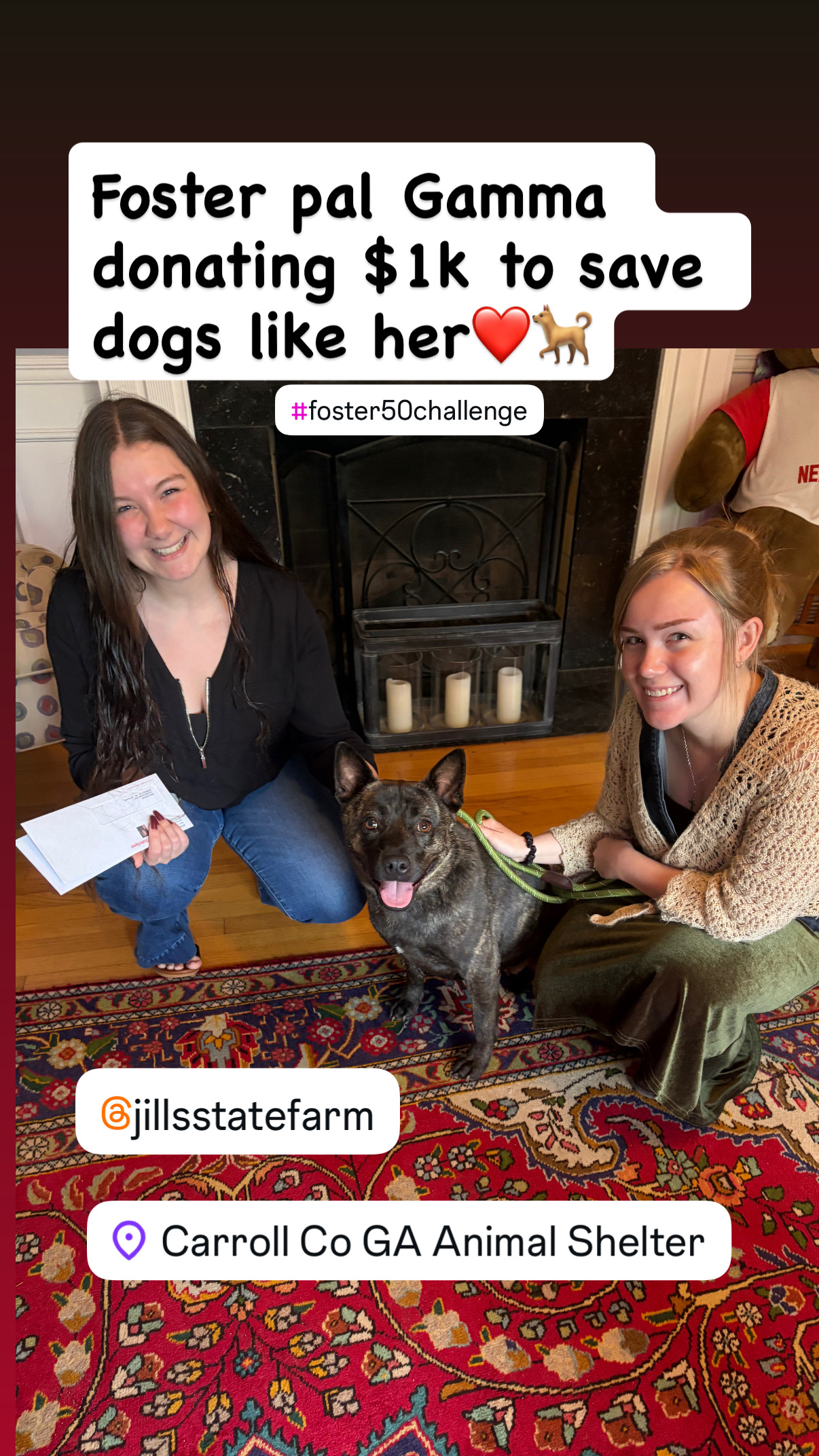 Stella the dog