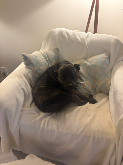 Stella the dog