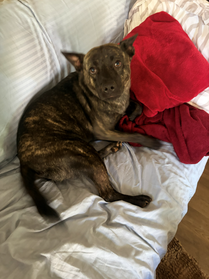 Stella the dog